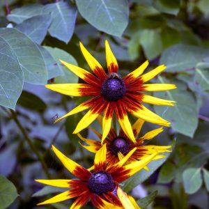 Flowers 079
