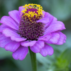 Flowers 081
