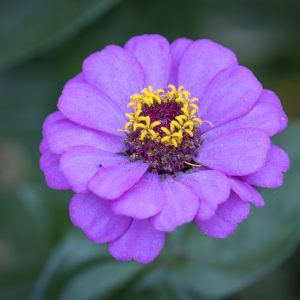 Flowers 082