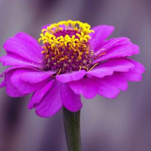 Flowers 083