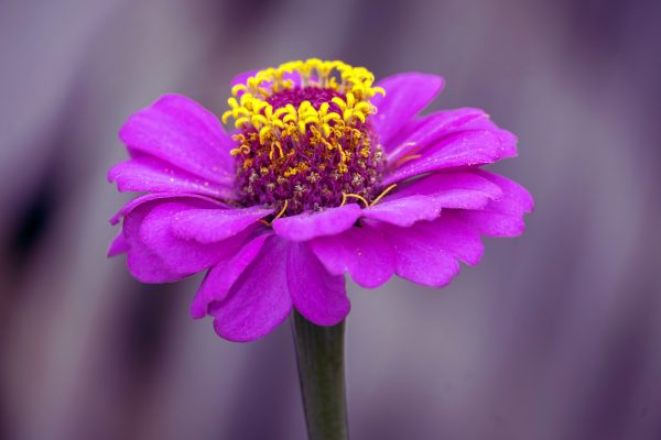 Flowers 083